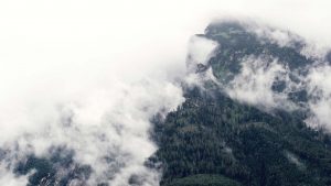 background forest 300x169 - background-forest